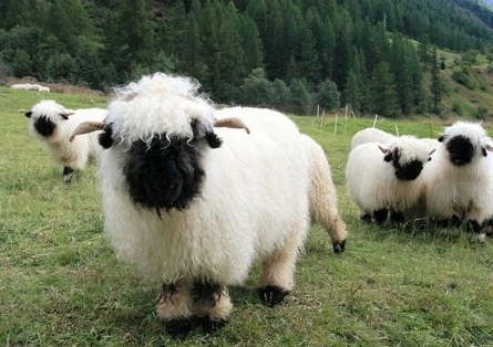 mrrphh-sheep.jpg